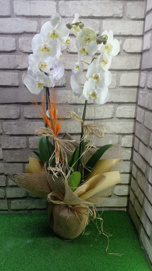 Beyaz Orkide